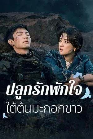 The White Olive Tree (2025) ปลูกรักพักใจ ใต้ต้นมะกอกขาว